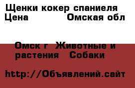 Щенки кокер спаниеля › Цена ­ 2 500 - Омская обл., Омск г. Животные и растения » Собаки   